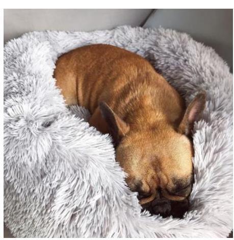 Round Plush Pet Bed for Small Dogs & Cats